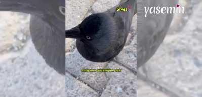 Kendini sevdiren karga g&ouml;renlerin b&uuml;y&uuml;k beğenisini topladı! &Ouml;nce sevdirdi sonra takip etti