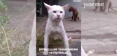 Köpek gibi davranan kedi: "Çakma Pitbull"