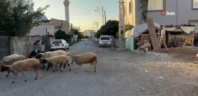 Depremzede babanın mağduriyetini ekipler giderdi! Kaybolan hayvanlar b&ouml;yle bulundu