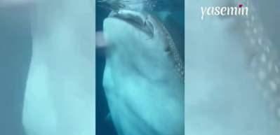 Denizde y&uuml;zerken neye uğradıklarını şaşırdılar! Kimse ne olduğunu anlayamadı