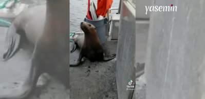 Katil balinalardan ka&ccedil;an deniz aslanı suya d&ouml;nmek istemedi!