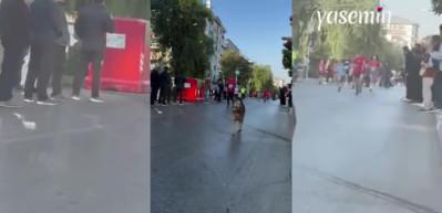 46. İstanbul Maratonunda bir köpek alkışlar eşliğinde böyle koştu: "En güzel yarışçı"