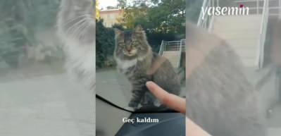Arabayı ele geçirdi! İnatçı kedi kadının işe gitmesine izin vermedi