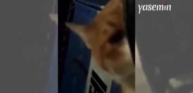 Uzun zamandır ilk defa yemek yedi! Zavallı kedi gözyaşlarına hakim olamadı