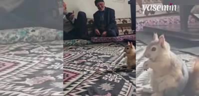 Dedelerle beraber fındık yiyen sincap içleri ısıttı! "Dünyanın en tatlı hayvanı"