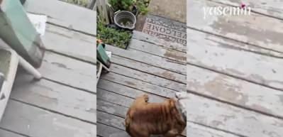 Kaykay süren köpek heyecanını gizleyemedi! Tatlı anları yüzleri gülümsetti