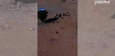 Antalyalı Kamile Kıvrak keçi sürüsünü otlatmaya dronla götürüyor