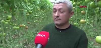 Domatesin fiyatı serada 20, markette 55 lira