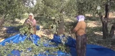 Maraş'ta 24 bin 700 ton zeytin rekoltesi!