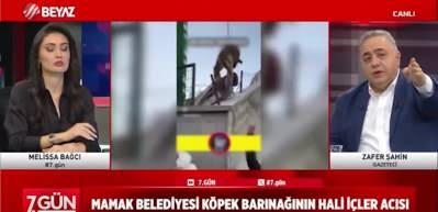 Ankara'da skandal! Barınaktaki k&ouml;pekleri tek tek sokağa saldılar jandarma ise hi&ccedil;bir şey yapmadan izledi!