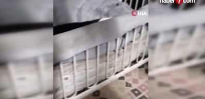 Kahramanmaraş'ta depremzede aile buzağının hayatını &ccedil;adırda kurtarıyor