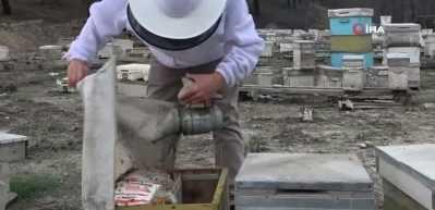 Bursa'da, zirai ila&ccedil; y&uuml;z&uuml;nden milyonlarca arısı kovana d&ouml;nemeden &ouml;ld&uuml;