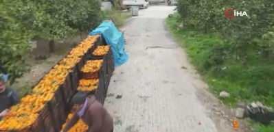 Tarla fiyatı 2 TL'ye kadar gerileyen mandalina &uuml;reticilerinden market fiyatlarına tepki