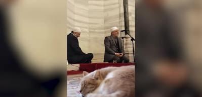 Camide okunan mevlidi huşu i&ccedil;inde dinleyen kedi