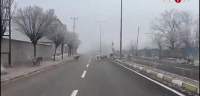 Hayvan Hakları ger&ccedil;eği bu yazıda: İstismar &ccedil;&ouml;kt&uuml;
