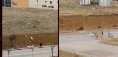K&ouml;pek s&uuml;r&uuml;s&uuml; insanlara saldırdı! Korku filmini andıran g&ouml;r&uuml;nt&uuml;ler kamerada