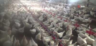 Bilecik'te Gen&ccedil; Girişimci, 11 D&ouml;n&uuml;ml&uuml;k Arazide 3 Bin Tavukla Yumurta &Uuml;retiyor
