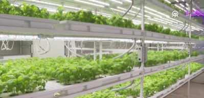 Geleceğin tarım y&ouml;ntemiyle 2 yılda 6 tonu aşan &uuml;r&uuml;n &uuml;retildi