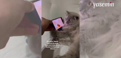 Telefon bağımlısı kedi: Çocuklar telefonu bıraksın diye kedi aldılar ama...