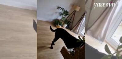 Yetenekli köpek sahibine böyle yakalandı: Piyano çalıp şarkı söyledi! 