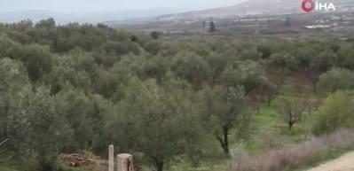 Zeytin ve zeytinyağında tarihi rekor