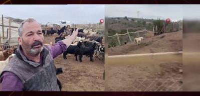 Hayvan yetiştiricisi bana yardım edin diye yalvardı!  Sahipsiz k&ouml;pek dehşetini yaşadı...