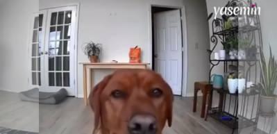 Sinsi kedi arkadaşı köpeğin gizli planını ortaya çıkardı! Sahibinden gizli bir köpek...