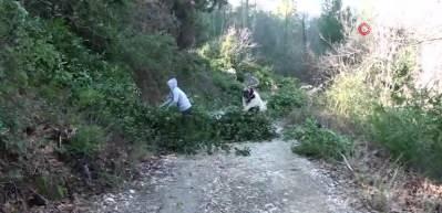 Akseki'de defne yaprağı hasadı, yıllık 300 ton rekolteye ulaşarak ekonomiye katkı sağlıyor