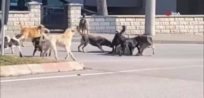 Başıboş k&ouml;pek s&uuml;r&uuml;s&uuml; birbirlerine saldırdı! Halk korku i&ccedil;inde o anları izledi