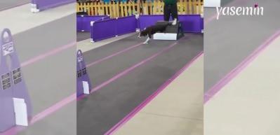Yarışmacı köpek parkuru adeta uçarak tamamladı! Bir köpek turnuvasında...