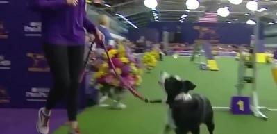 D&uuml;nyanın en zeki &ccedil;oban k&ouml;pek cinsi olan Border Collie, &ccedil;eviklik yarışmasını yerle bir ediyor!