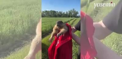 Kaçırıldığını sanan Marmot böyle çığlık attı! Bir grup doğa gezisinde...