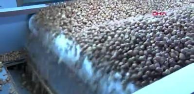 Ticaret Borsalarında 6 ayda 479 bin ton fındık işlem g&ouml;rd&uuml;