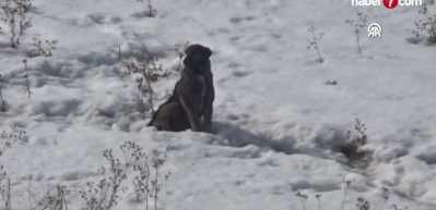 Hakkari'de k&ouml;pek saldırısında &ouml;len Eslem'le ilgili ihmaller ortaya &ccedil;ıktı