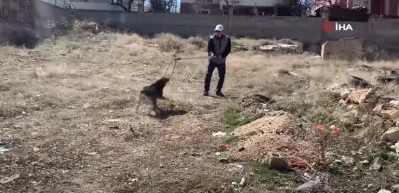 Oğlunu kurtarmak isteyen baba k&ouml;peğin saldırısına uğradı