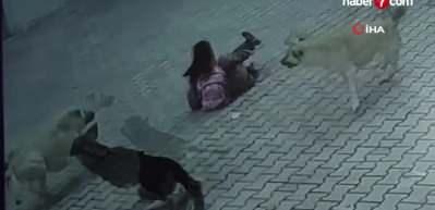 Sivas'ta 10 yaşındaki &ccedil;ocuk k&ouml;peklerin saldırısını sıyrıklarla atlattı!