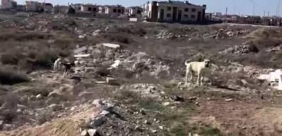 Başıboş k&ouml;pek sorunu bitmiyor! Ka&ccedil;maya &ccedil;alışırken &ouml;l&uuml;mden d&ouml;nd&uuml;