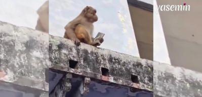 Çaldığı telefonu mango suyuyla takas etti! Hindistan'daki maymun görenleri güldürdü