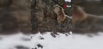 Dağ keçisinin hayatını böyle kurtardı! 