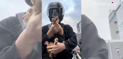 Güzel havanın keyfini böyle çıkardı: Sahibiyle motor yolculuğu yapan kedi! 