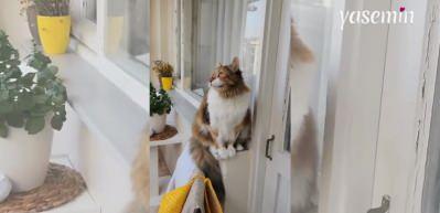Her gün martı sesi duyan kedi martı gibi ötmeye başladı!