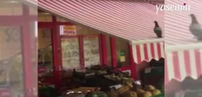 Kendine kaydırak yaptı! Güvercin marketin tentesinde böyle eğlendi