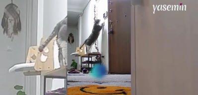 Anahtarı evinde unutunca kedisi olaya el attı! Akıllı kedi kameraya böyle yansıdı
