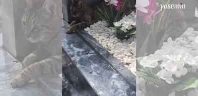 Evlat acısıyla sarsılmıştı! Safiye Soyman'da yürek yakan paylaşım