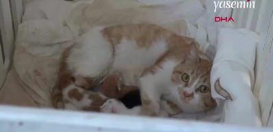Pencereden eve giren hamile kedi yavrularını beşiğin içinde dünyaya getirdi