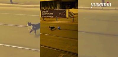 Balonuyla beraber gezen kedi: Görenlerin kalbini yumuşacık yaptı!