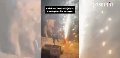 Kulakları duymayan köpeğin maytapla eğlendiği anlar büyük beğeni topladı!