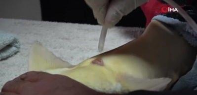 Amasya'da bu yıl 300 bin Mersin balığı &uuml;retimi planlanıyor: &lsquo;Siyah inci'nin kilosu 2 bin dolar