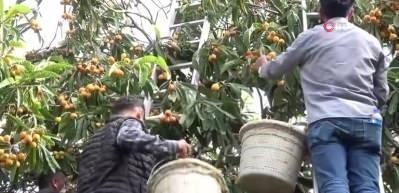 Mersin'de Malta eriği hasadı başladı