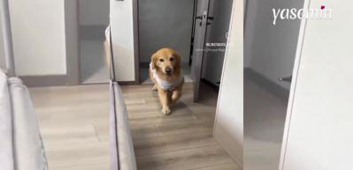 Sahibine seke seke yumurta getirdi! Köpeği görenlerin kalbi yumuşacık oldu